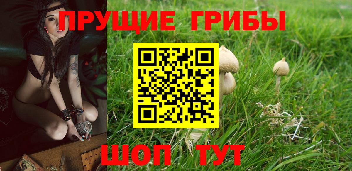 Галлюциногенные грибы Psilocybine cubensis Горячий Ключ